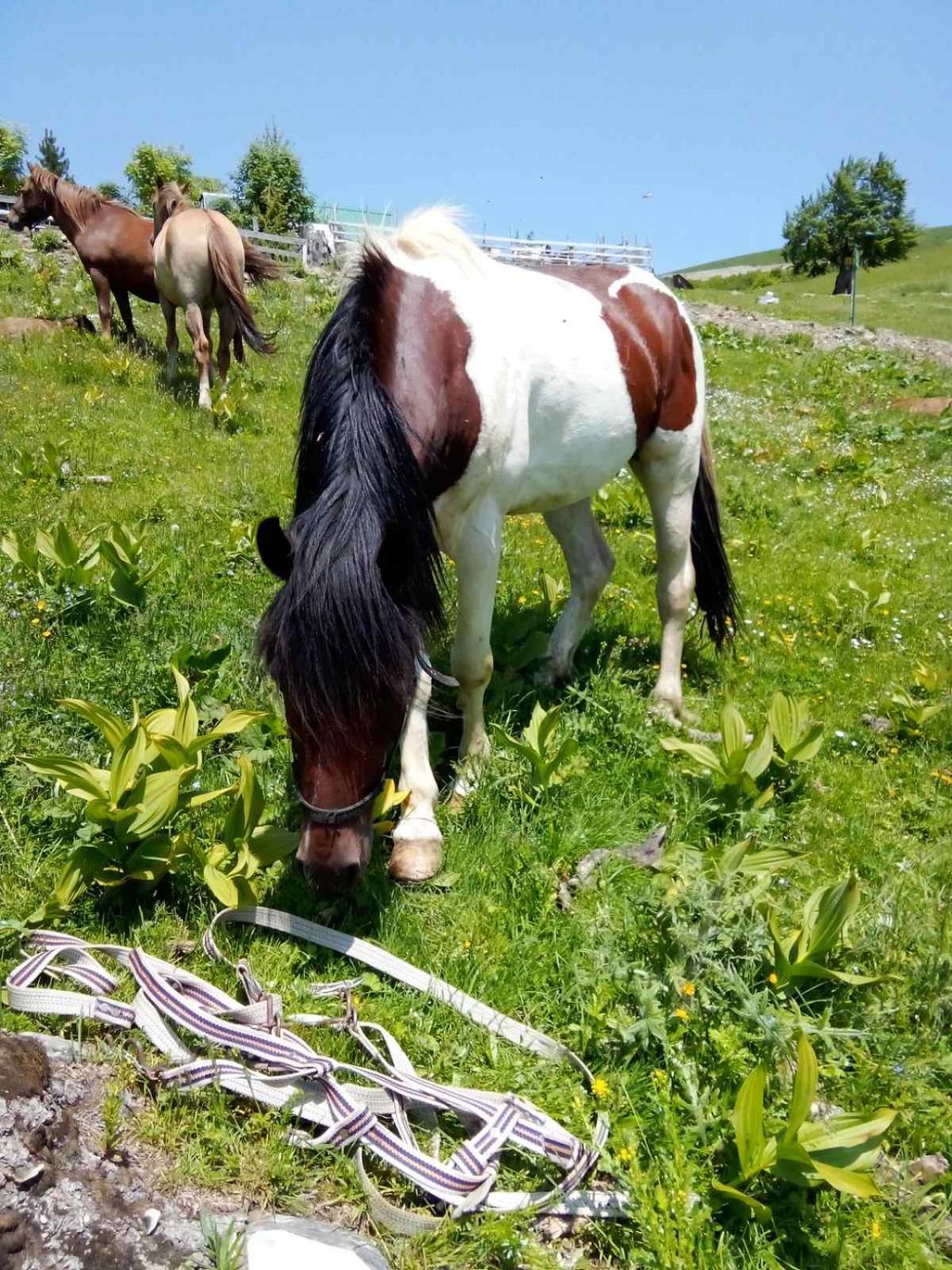 Eco Village Jasavic Plav Eksteriør bilde